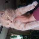 Подробнее об объявлении «Найдена кошка Немчиновка» Фото: найдена кошка  «Найдена кошка Немчиновка» в г. Немчиновка