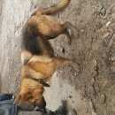 Подробнее об объявлении «Красноярск Найдена собака» Фото: найдена собака Немецкая овчарка «Красноярск Найдена собака» в г. Красноярск