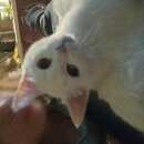 Подробнее об объявлении «Пропала кошка Троицк» Фото: пропала кошка  «Пропала кошка Троицк» в г. Троицк