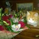 Подробнее об объявлении «Пропала кошка Щербинка» Фото: пропала кошка Сибирская «Пропала кошка Щербинка» в г. Щербинка