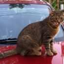 Подробнее об объявлении «Чехов Пропал кот» Фото: пропала кошка  «Чехов Пропал кот» в г. Чехов