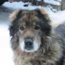 Подробнее об объявлении «Найдена собака кобель Нижний Новгород» Фото: найдена собака Кавказская овчарка «Найдена собака кобель Нижний Новгород» в г. Нижний Новгород