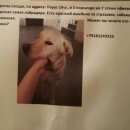 Подробнее об объявлении «Найдена собака Геленджик» Фото: найдена собака Лабрадор ретривер «Найдена собака Геленджик» в г. Геленджик