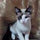 Подробнее об объявлении «Пропал кот белый, мордочка наполовину свело-светло коричневая, на ушках черная окантовка. Оренбург» Фото: пропала кошка Сиамская «Пропал кот белый, мордочка наполовину...» в г. Оренбург