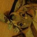 Подробнее об объявлении «Пропала собака Нижний Новгород» Фото: пропала собака  «Пропала собака Нижний Новгород» в г. Нижний Новгород