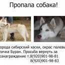 Подробнее об объявлении «Владимир Пропала собака кобель» Фото: пропала собака Сибирская хаски «Владимир Пропала собака кобель» в г. Владимир