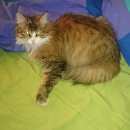 Подробнее об объявлении «Ивантеевка (Московская обл.) Пропала кошка» Фото: пропала кошка Сибирская «Ивантеевка (Московская обл.) Пропала кошка» в г. Ивантеевка (Московская обл.)