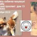 Подробнее об объявлении «Подольск Пропала собака» Фото: пропала собака Чихуахуа «Подольск Пропала собака» в г. Подольск