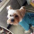 Подробнее об объявлении «Пропала собака кобель Евпатория» Фото: пропала собака Йоркширский терьер «Пропала собака кобель Евпатория» в г. Евпатория