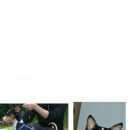 Подробнее об объявлении «Пропала собака Санкт-Петербург» Фото: пропала собака Басенджи «Пропала собака Санкт-Петербург» в г. Санкт-Петербург