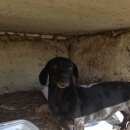 Подробнее об объявлении «Найдена собака Бор» Фото: найдена собака Такса «Найдена собака Бор» в г. Бор