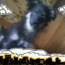 Подробнее об объявлении «Пропала собака кобель Пермь» Фото: пропала собака  «Пропала собака кобель Пермь» в г. Пермь