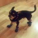 Подробнее об объявлении «Пропала собака кобель Санкт-Петербург» Фото: пропала собака Чихуахуа «Пропала собака кобель Санкт-Петербург» в г. Санкт-Петербург
