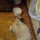 Подробнее об объявлении «Пропала собака Самара» Фото: пропала собака  «Пропала собака Самара» в г. Самара