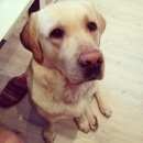 Подробнее об объявлении «Пропала собака кобель лабрадор  Балашиха» Фото: пропала собака Лабрадор ретривер «Пропала собака кобель лабрадор  Балашиха» в г. Балашиха