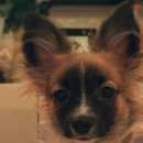 Подробнее об объявлении «Подольск Пропала собака чихуахуа» Фото: пропала собака Чихуахуа «Подольск Пропала собака чихуахуа» в г. Подольск