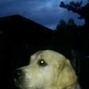 Подробнее об объявлении «Красноярск Найдена собака кобель» Фото: найдена собака Голден ретривер «Красноярск Найдена собака кобель» в г. Красноярск