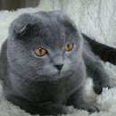 Подробнее об объявлении «Найдена кошка Москва» Фото: найдена кошка Шотландская вислоухая «Найдена кошка Москва» в г. Москва