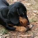 Подробнее об объявлении «Пропала собака такса Новосибирск» Фото: пропала собака Такса «Пропала собака такса Новосибирск» в г. Новосибирск