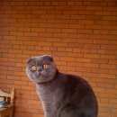 Подробнее об объявлении «Одинцово Пропал кот» Фото: пропала кошка Шотландская вислоухая «Одинцово Пропал кот» в г. Одинцово