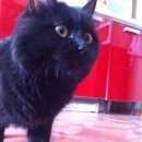 Подробнее об объявлении «Найдена кошка Ханты-Мансийск» Фото: найдена кошка  «Найдена кошка Ханты-Мансийск» в г. Ханты-Мансийск