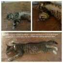 Подробнее об объявлении «Геленджик Пропала кошка» Фото: пропала кошка  «Геленджик Пропала кошка» в г. Геленджик