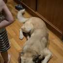 Подробнее об объявлении «Пропала собака кобель Нижний Новгород» Фото: пропала собака  «Пропала собака кобель Нижний Новгород» в г. Нижний Новгород