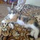 Подробнее об объявлении «Чехов Пропала кошка» Фото: пропала кошка  «Чехов Пропала кошка» в г. Чехов