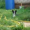 Подробнее об объявлении «Санкт-Петербург Пропала собака маленькая» Фото: пропала собака  «Санкт-Петербург Пропала собака маленькая» в г. Санкт-Петербург