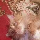 Подробнее об объявлении «Воронеж Пропал кот» Фото: пропала кошка  «Воронеж Пропал кот» в г. Воронеж