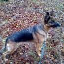 Подробнее об объявлении «Пропала собака Белгород» Фото: пропала собака Немецкая овчарка «Пропала собака Белгород» в г. Белгород