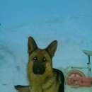 Подробнее об объявлении «Нарофоминск Пропала собака» Фото: пропала собака Немецкая овчарка «Нарофоминск Пропала собака» в г. Нарофоминск