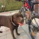 Подробнее об объявлении «Пропала собака кобель Ханты-Мансийск» Фото: пропала собака Лабрадор ретривер «Пропала собака кобель Ханты-Мансийск» в г. Ханты-Мансийск