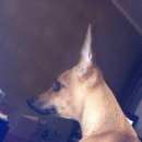 Подробнее об объявлении «Пропала собака в районе снт иртышские зори (фадино). Омск» Фото: пропала собака Русский той-терьер «Пропала собака в районе снт иртышские зори...» в г. Омск