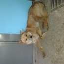 Подробнее об объявлении «Найдена собака кобель Нижний Новгород» Фото: найдена собака  «Найдена собака кобель Нижний Новгород» в г. Нижний Новгород