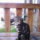 Подробнее об объявлении «Найден кот Ханты-Мансийск» Фото: найдена кошка  «Найден кот Ханты-Мансийск» в г. Ханты-Мансийск