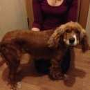 Подробнее об объявлении «Найдена собака, спаниель – около 110 школы Нижний Новгород» Фото: найдена собака Английский кокер-спаниель «Найдена собака, спаниель – около 110 школы...» в г. Нижний Новгород