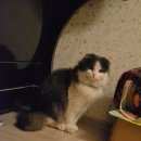 Подробнее об объявлении «Найдена кошка, хайленд-фолд Щербинка» Фото: найдена кошка  «Найдена кошка, хайленд-фолд Щербинка» в г. Щербинка