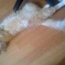 Подробнее об объявлении «Пропал кот Ханты-Мансийск» Фото: пропала кошка  «Пропал кот Ханты-Мансийск» в г. Ханты-Мансийск