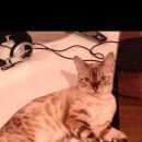 Подробнее об объявлении «Геленджик Пропала кошка» Фото: пропала кошка Бенгальская «Геленджик Пропала кошка» в г. Геленджик