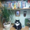 Подробнее об объявлении «Пропала кошка Кемерово» Фото: пропала кошка  «Пропала кошка Кемерово» в г. Кемерово