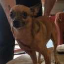 Подробнее об объявлении «Найдена собака кобель маленькая собачка Смоленск» Фото: найдена собака  «Найдена собака кобель маленькая собачка Смоленск» в г. Смоленск