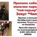 Подробнее об объявлении «Липецк Пропала собака кобель апреля тц карусель на катукова.» Фото: пропала собака Той-терьер «Липецк Пропала собака кобель апреля тц карусель...» в г. Липецк