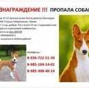 Подробнее об объявлении «Пропала собака басенджи вознаграждение 50 000 р Химки» Фото: пропала собака Басенджи «Пропала собака басенджи вознаграждение 50 000 р...» в г. Химки