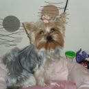 Подробнее об объявлении «Пропала собака Санкт-Петербург» Фото: пропала собака Йоркширский терьер «Пропала собака Санкт-Петербург» в г. Санкт-Петербург