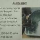 Подробнее об объявлении «Химки Пропал кот» Фото: пропала кошка  «Химки Пропал кот» в г. Химки