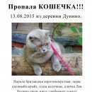 Подробнее об объявлении «Москва Пропала кошка» Фото: пропала кошка Британская короткошерстная «Москва Пропала кошка» в г. Москва