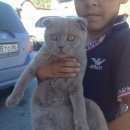 Подробнее об объявлении «Найдена кошка Ханты-Мансийск» Фото: найдена кошка  «Найдена кошка Ханты-Мансийск» в г. Ханты-Мансийск