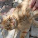 Подробнее об объявлении «Пропал кот Оренбург» Фото: пропала кошка  «Пропал кот Оренбург» в г. Оренбург