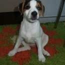 Подробнее об объявлении «Пропала собака Ульяновск» Фото: пропала собака Джек рассел терьер «Пропала собака Ульяновск» в г. Ульяновск